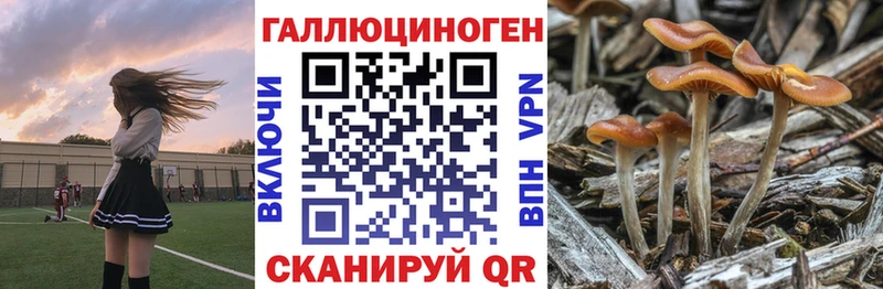 Галлюциногенные грибы Psilocybe  где продают наркотики  Ясный 